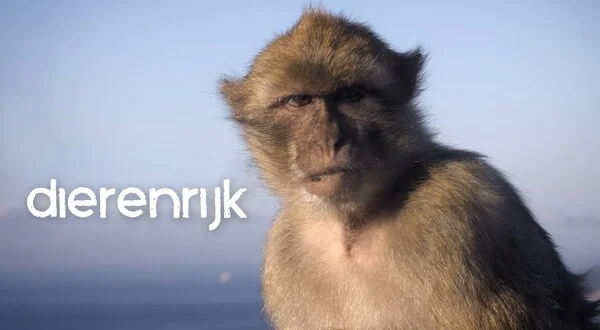 Dierenrijk