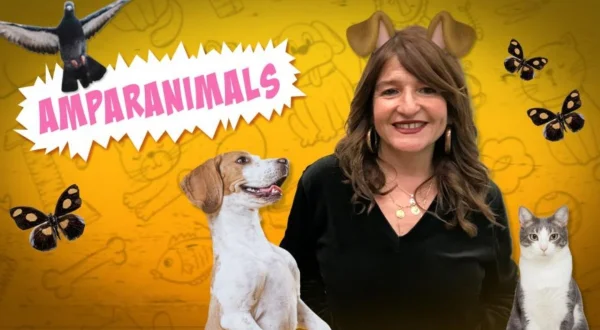 Amparanimals