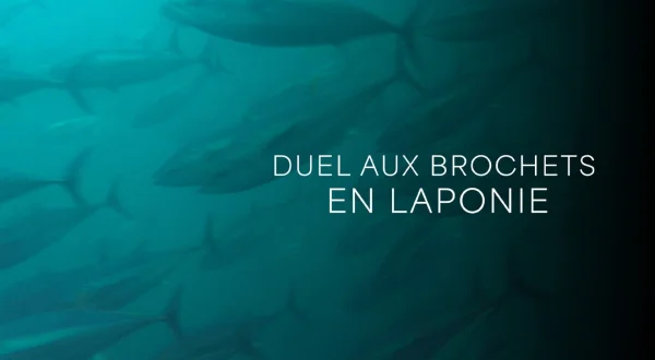 Duel aux brochets en Laponie