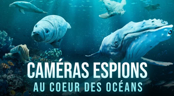 Caméras espions au coeur des océans