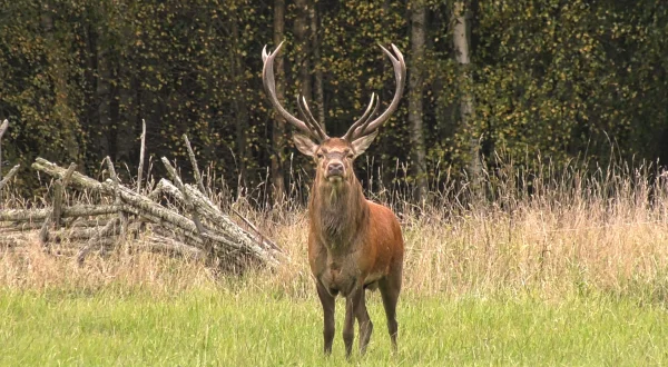 Det vilde Småland