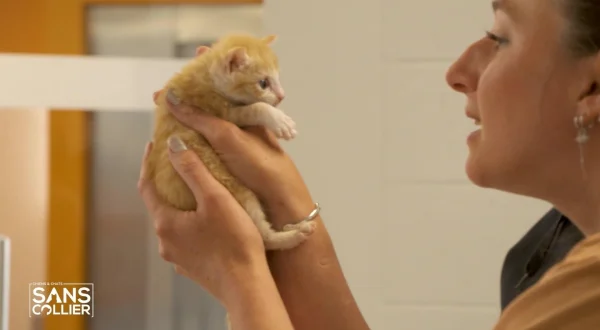 Chiens et chats sans collier
