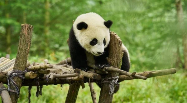 Panda a já
