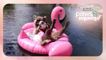 The Pet Collective Paws & Unwind