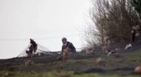 Faisan naturel, une histoire de volonté