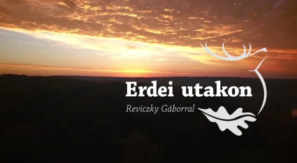 Erdei utakon