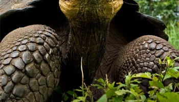 Galapagos Selvagge