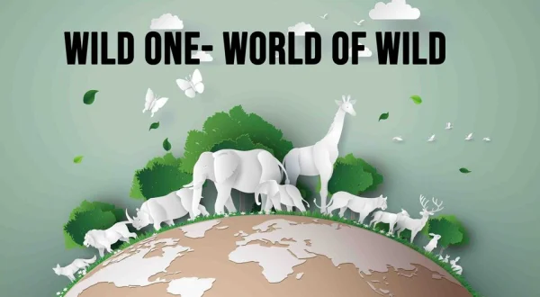 Wild One- World of Wild
