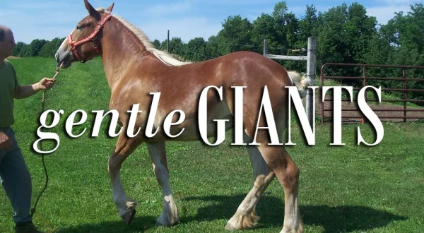 Gentle Giants