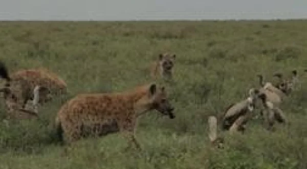 Lions vs guépards