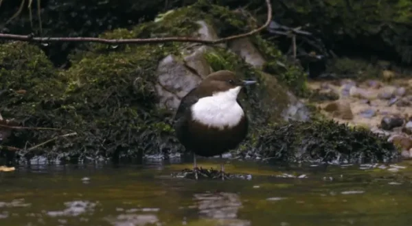 Inside the Forest: Seasons of Wonder