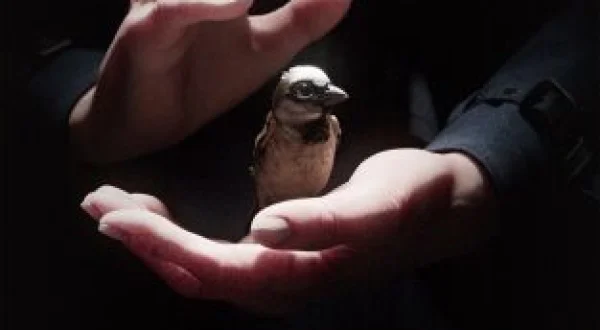 El canto de un gorrión