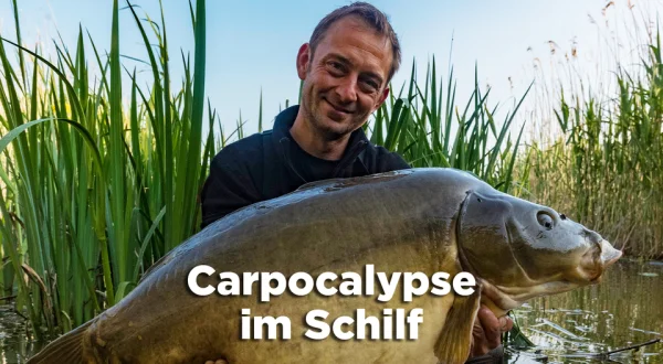 Carpocalypse im Schilf