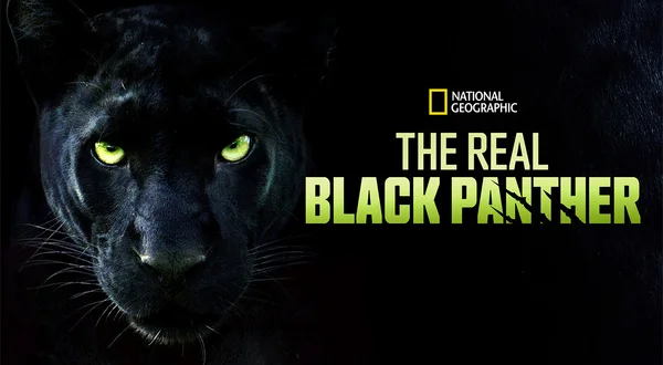 The Real Black Panther