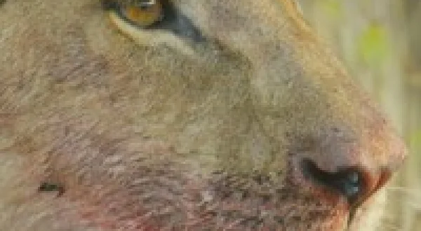 Kenya Wildlife Diaries