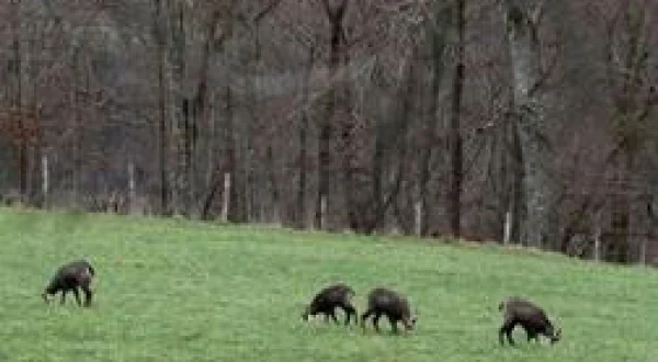 Franche-Comté, terre de grand gibier