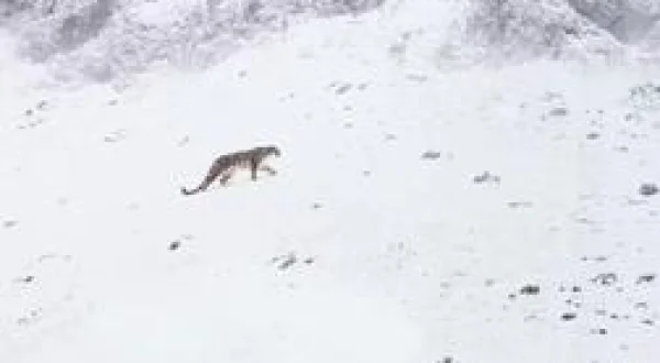 La panthère des neiges