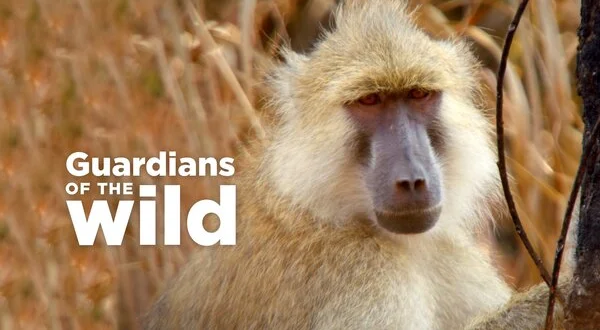Guardians of the Wild