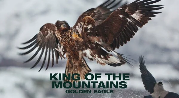 King of the Mountains: Golden Eagle