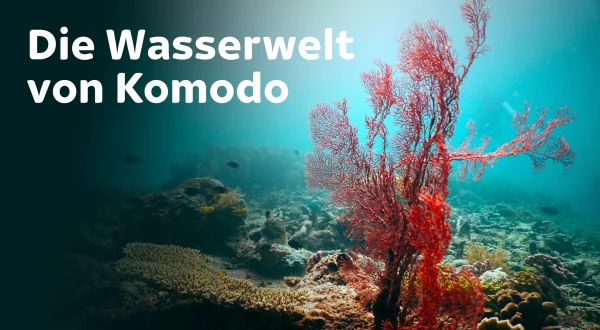 Die Wasserwelt von Komodo