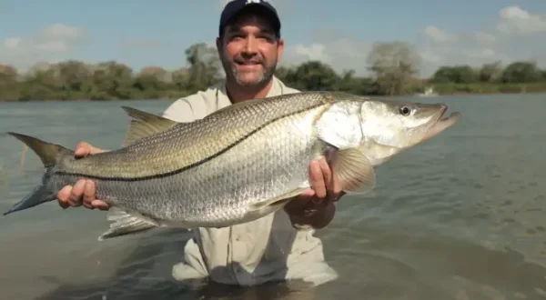 Bêtes de poissons