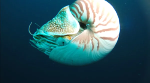 Wonders of The Ocean