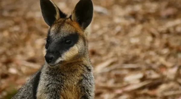 L'odyssée des animaux