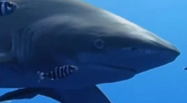 Los tiburones del mar Rojo