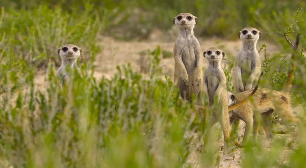 Αγριες Ιδιοφυ?ες της Αφρικής | Africa's Wild Geniuses