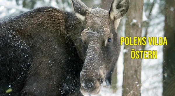 Polens vilda östern