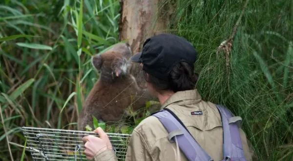 Wildlife ER