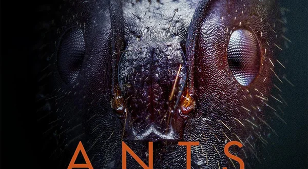 Ants