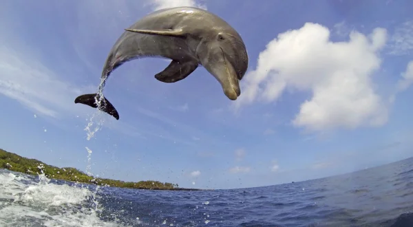 Delfines: Un espía en la manada