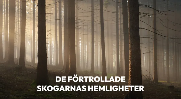 De förtrollade skogarnas hemligheter