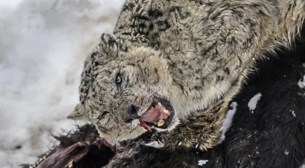 Søgen efter sneleoparder: at jage en skygge