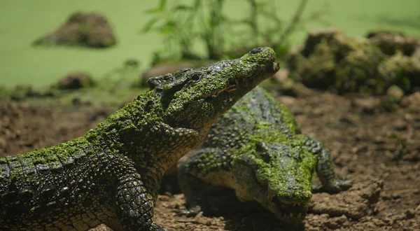 Αγριοι Κροκόδειλοι της Καραϊβικής | Wild Crocs of the Caribbean