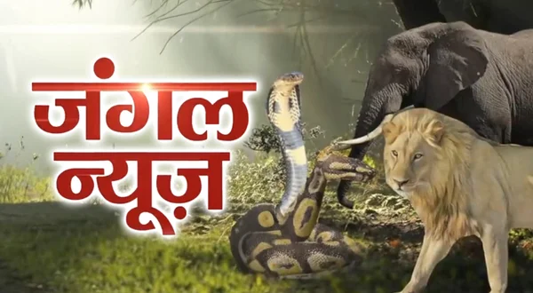 Jungle News