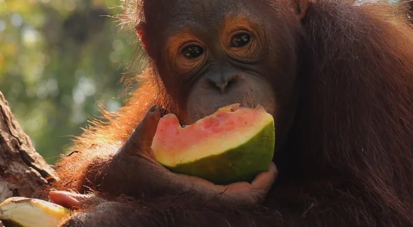 Orang-Oetan Jungleschool