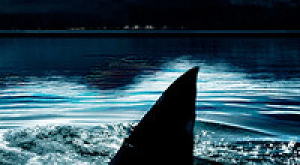 Shark Lake