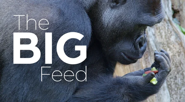 The Big Feed