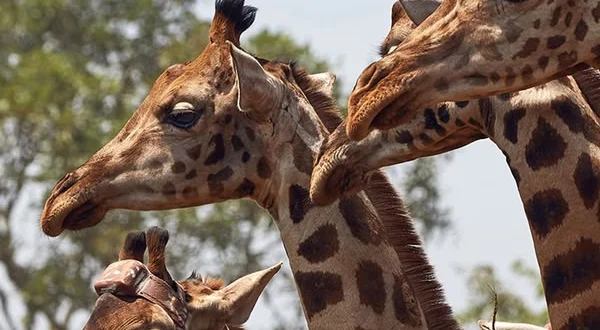 Natural world: Giraffa, il gigante gentile