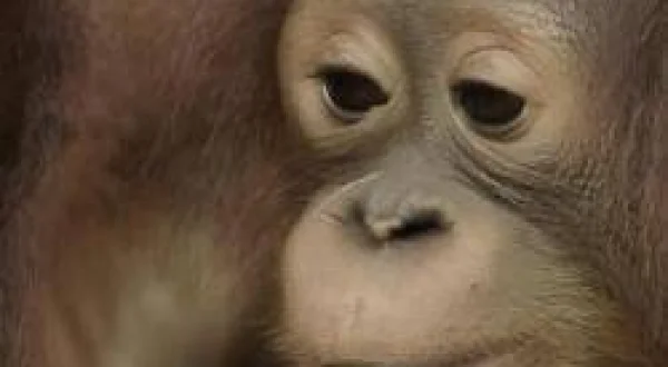 Orangutan Orman Okulu