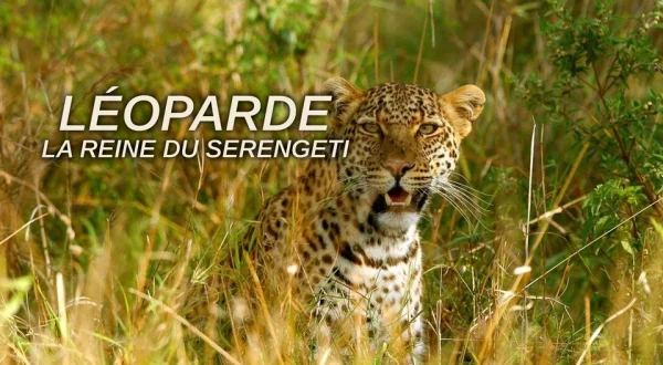 Léoparde: la reine du Serengeti