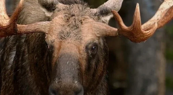 Wild, Smart and Deadly