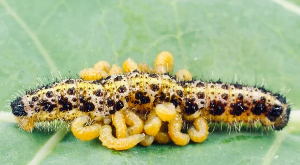 Parasiten packen aus
