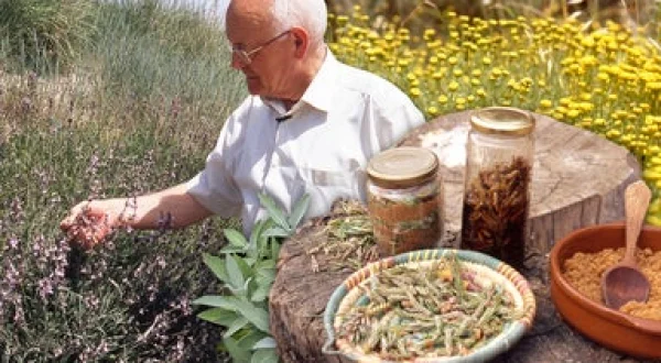 Plantas silvestres y su poder curativo para tratar verrugas, catarros, granos, quemaduras y más