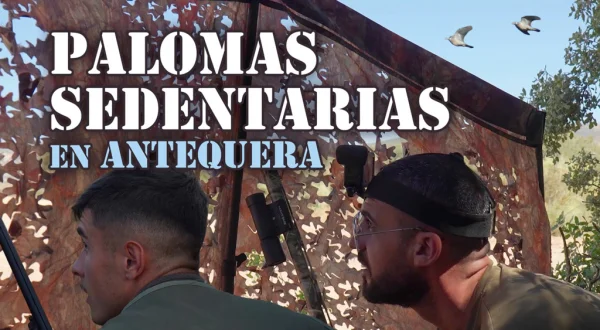 Palomas sedentarias en Antequera
