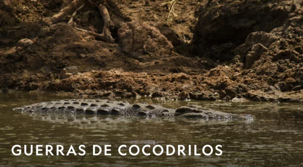 Guerras de cocodrilos