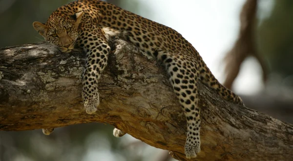 Die Leopardin: Vom Jungtier zur Jägerin