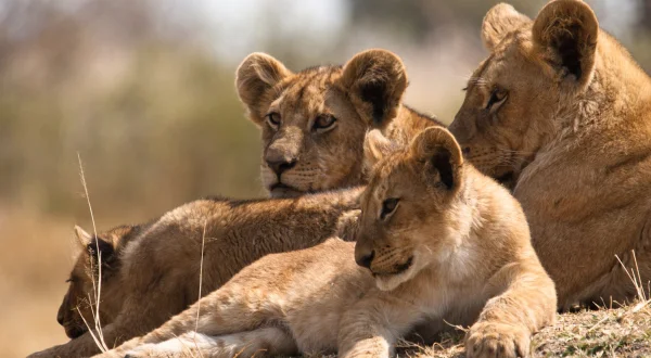 Killer Safari